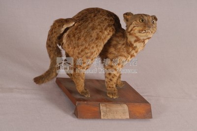 石虎藏品圖，第3張