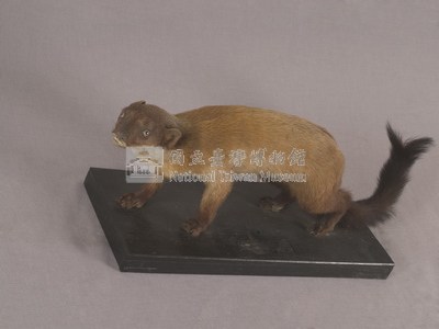 黃喉貂藏品圖，第3張