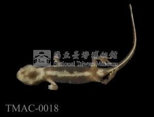 劍尾蠑螈藏品圖，第6張