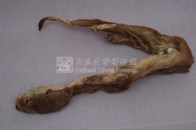 水獺藏品圖，第3張