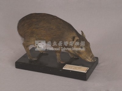 Formosan Wild Boar Collection Image, Figure 3, Total 16 Figures