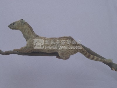 麝香貓藏品圖，第3張