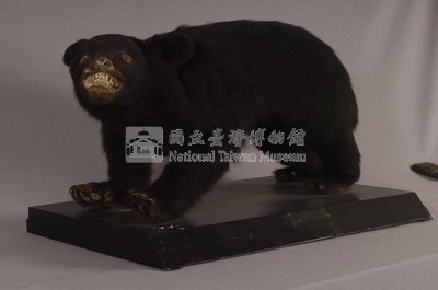 臺灣黑熊藏品圖，第3張