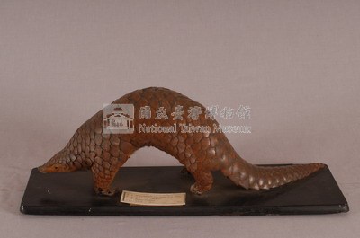 海南穿山甲藏品圖，第3張