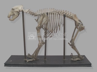 臺灣黑熊骨骼藏品圖，第3張