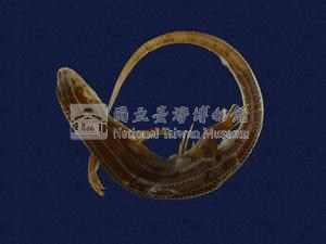 麗紋石龍子藏品圖，第5張