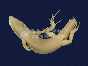 鮑氏蜓蜥藏品圖，第5張