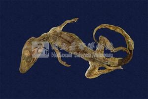 鱷魚藏品圖，第3張