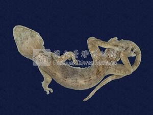 龜山壁虎藏品圖，第5張