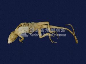 Swinhoe’s tree lizard Collection Image, Figure 4, Total 11 Figures