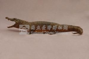 眼鏡凱門鱷藏品圖，第4張