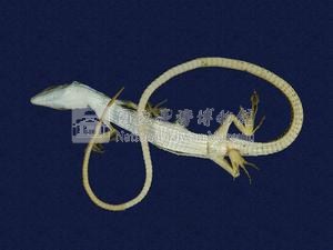 Green Spotted Grass Lizard Collection Image, Figure 4, Total 8 Figures