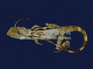 Swinhoe’s tree lizard Collection Image, Figure 4, Total 7 Figures