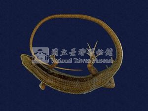 長尾南蜥藏品圖，第5張