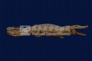 Spectacled caiman Collection Image, Figure 4, Total 12 Figures