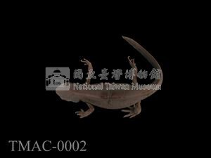 紅腹蠑螈藏品圖，第6張