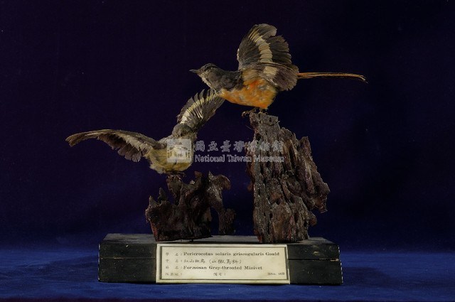 Gray-chinned Minivet Collection Image, Figure 7, Total 11 Figures