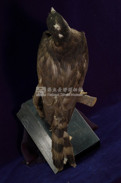 鳳頭蒼鷹藏品圖，第7張