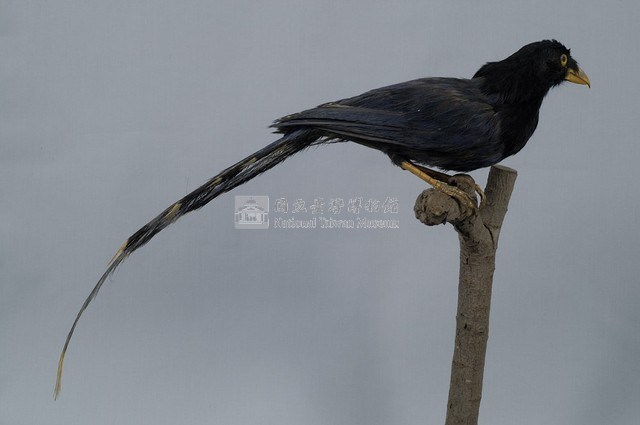 臺灣藍鵲藏品圖，第7張