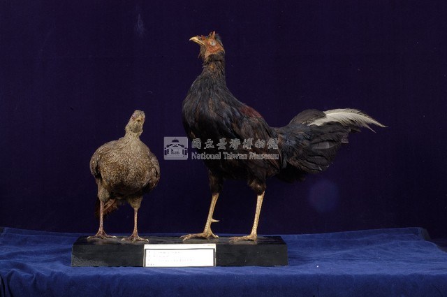 藍腹鷴藏品圖，第7張