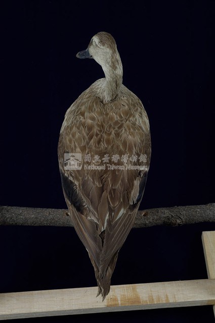 Spot-billed Duck Collection Image, Figure 8, Total 13 Figures