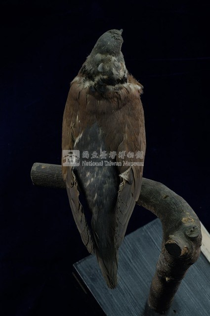 Red Turtle Dove Collection Image, Figure 7, Total 11 Figures