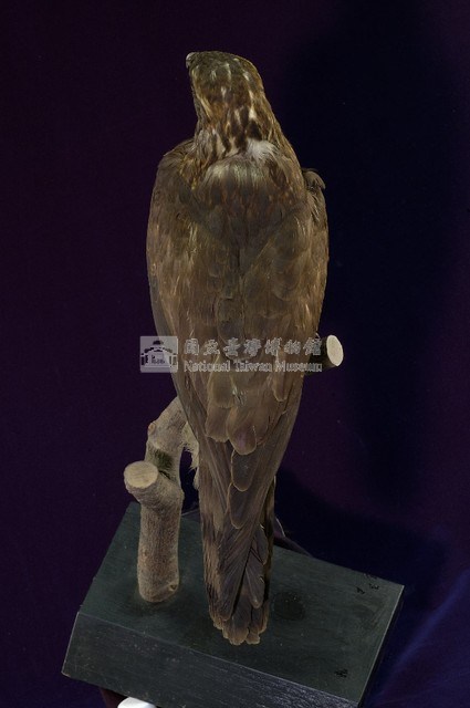鳳頭蒼鷹藏品圖，第7張