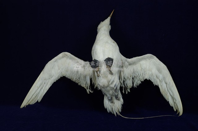 紅尾熱帶鳥藏品圖，第7張