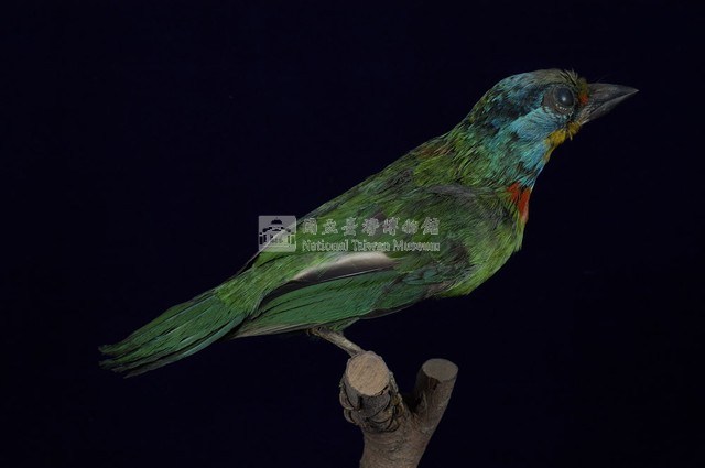 五色鳥藏品圖，第7張