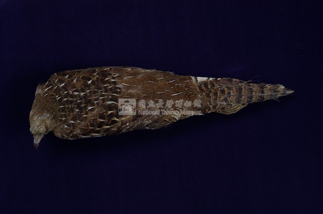 Mikado Pheasant Collection Image, Figure 7, Total 11 Figures
