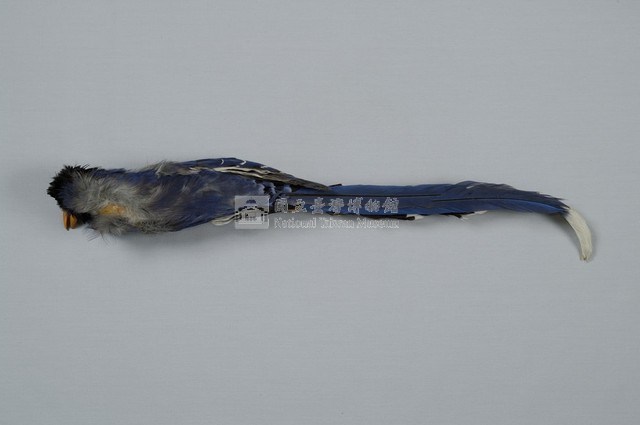 臺灣藍鵲藏品圖，第8張