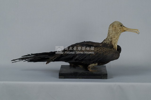 Lesser Frigate Collection Image, Figure 7, Total 13 Figures