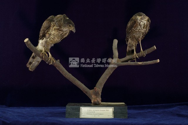 鳳頭蒼鷹藏品圖，第6張