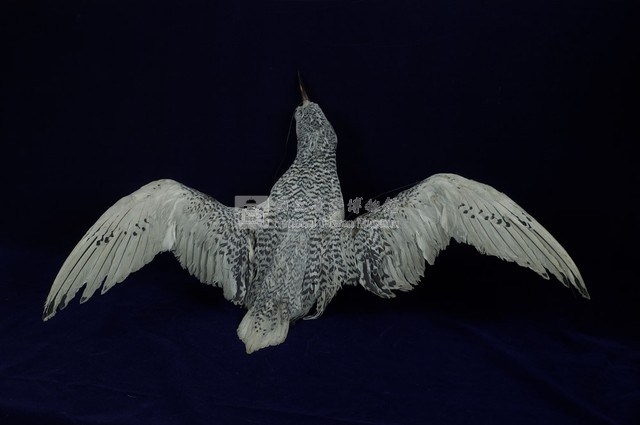 紅尾熱帶鳥藏品圖，第7張