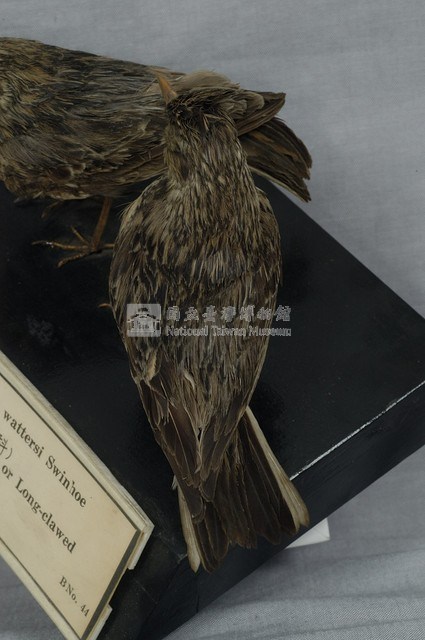 雲雀藏品圖，第7張