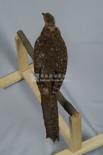 藍腹鷴藏品圖，第7張