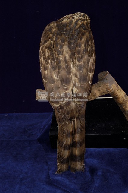 鳳頭蒼鷹藏品圖，第6張