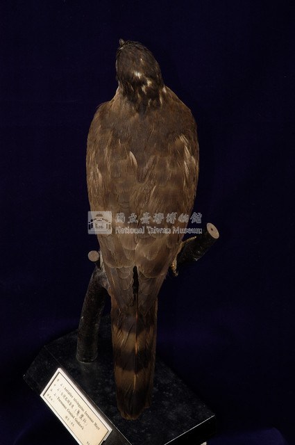 鳳頭蒼鷹藏品圖，第7張