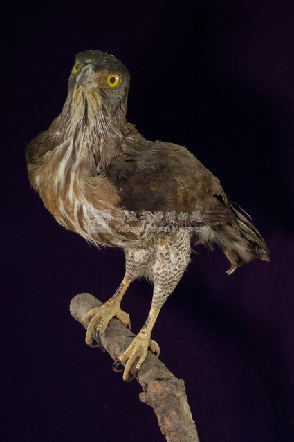 鳳頭蒼鷹藏品圖，第5張