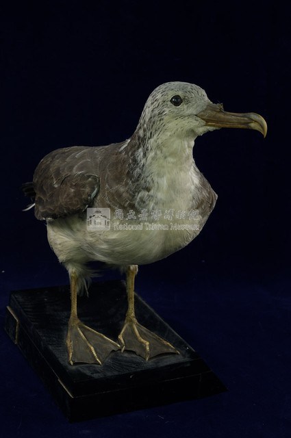 Streaked Shearwater Collection Image, Figure 5, Total 13 Figures