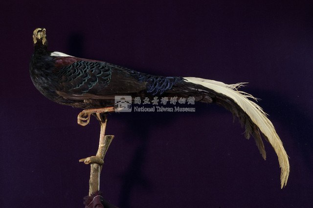 藍腹鷴藏品圖，第4張