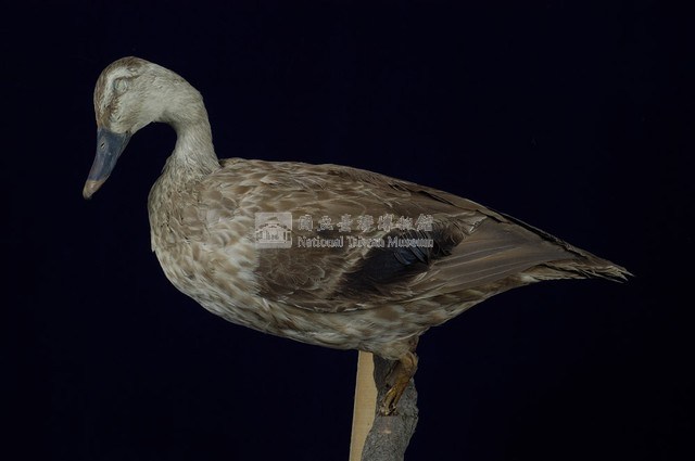 Spot-billed Duck Collection Image, Figure 6, Total 13 Figures