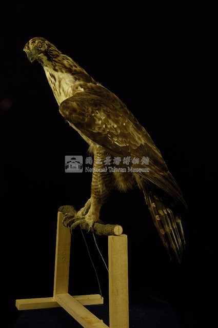 熊鷹藏品圖，第4張