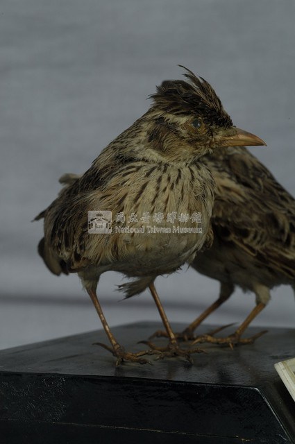 Oriental Skylark Collection Image, Figure 5, Total 11 Figures