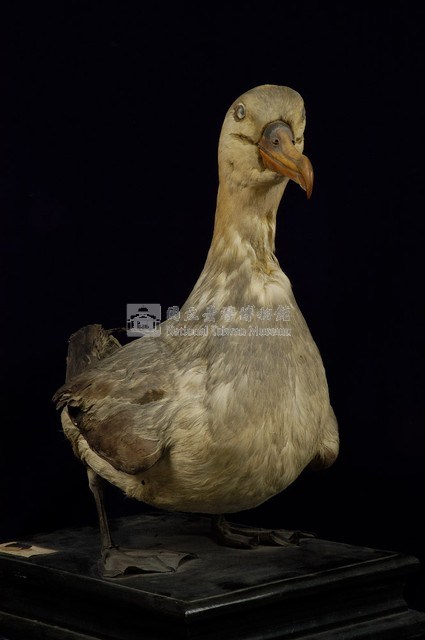 Short-tailed Albatross Collection Image, Figure 5, Total 9 Figures