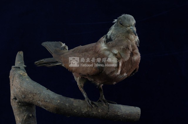 Red Turtle Dove Collection Image, Figure 5, Total 11 Figures