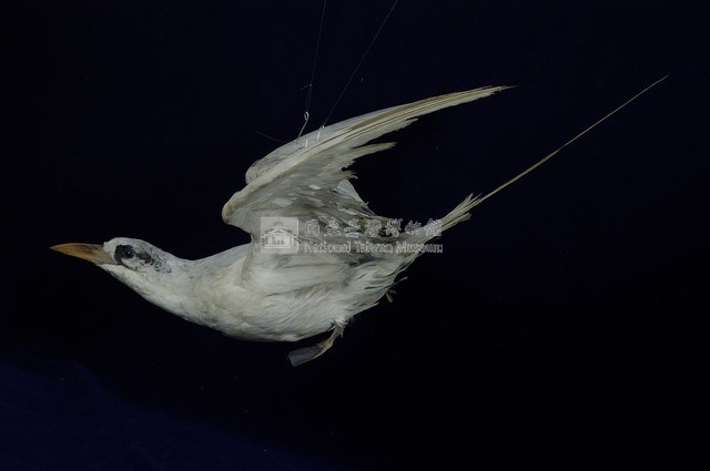 紅尾熱帶鳥藏品圖，第5張
