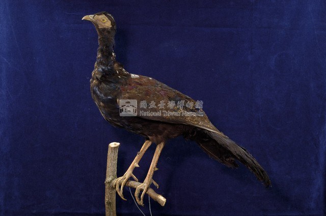 藍腹鷴藏品圖，第1張