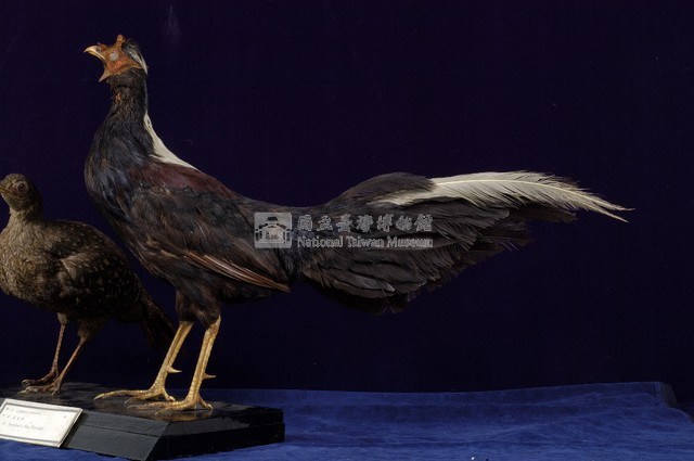 藍腹鷴藏品圖，第5張