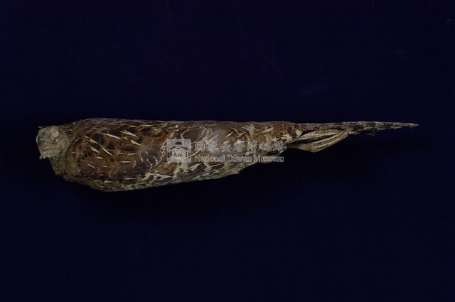 Mikado Pheasant Collection Image, Figure 5, Total 11 Figures